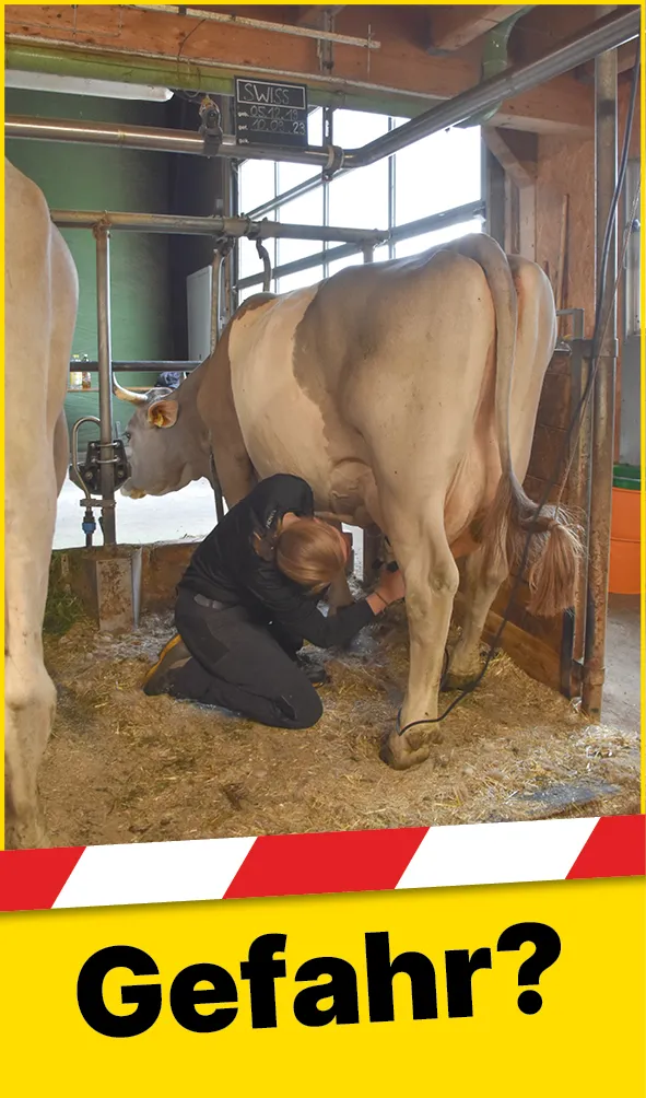 Tiere_Kuh_Schlagbereich_DE1