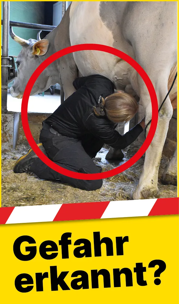 Tiere_Kuh_Schlagbereich_DE2