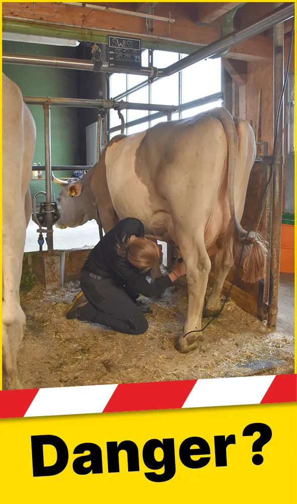 Tiere_Kuh_Schlagbereich_FR1