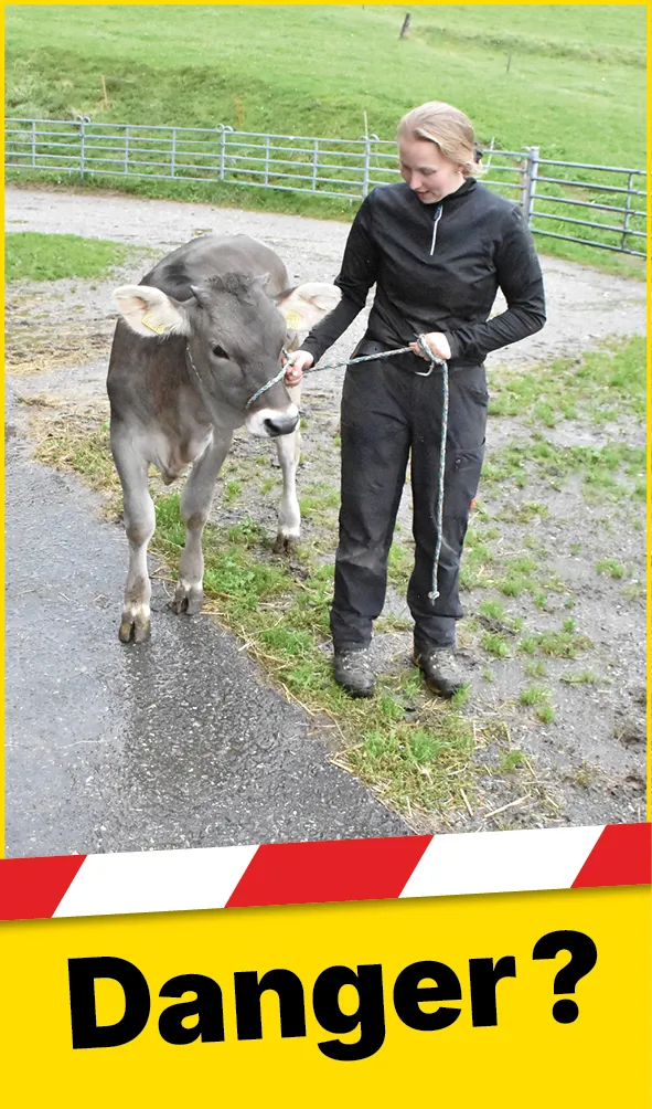 Tiere_Seil_Hand_Rind_Web_FR1