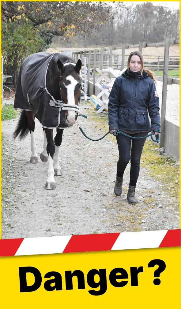 Tiere_Pferd_Strick_Hand_Web_FR1
