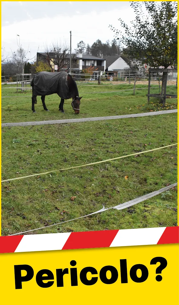 Tiere_Defekter_Zaun_IT1