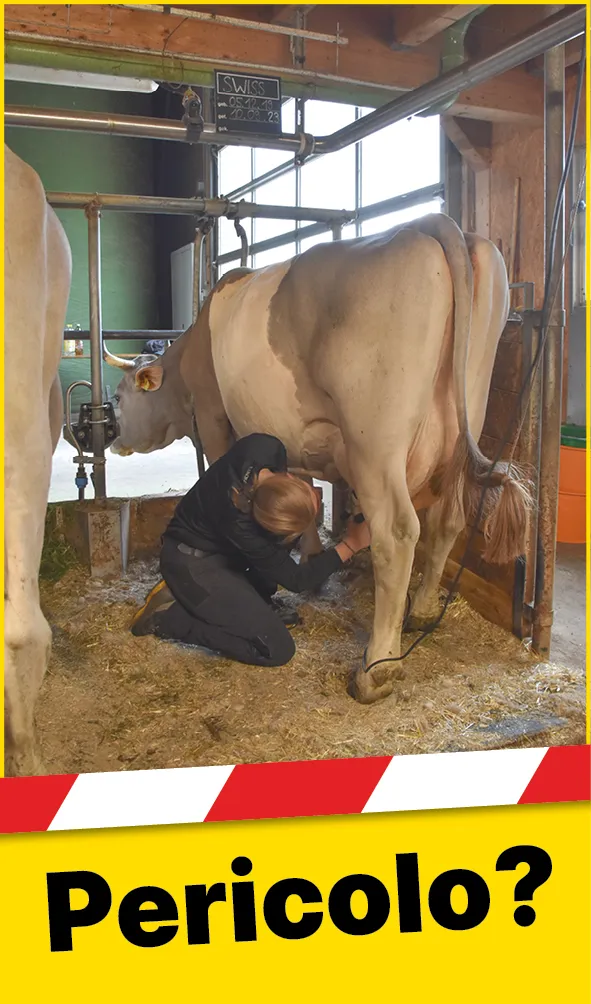 Tiere_Kuh_Schlagbereich_IT1