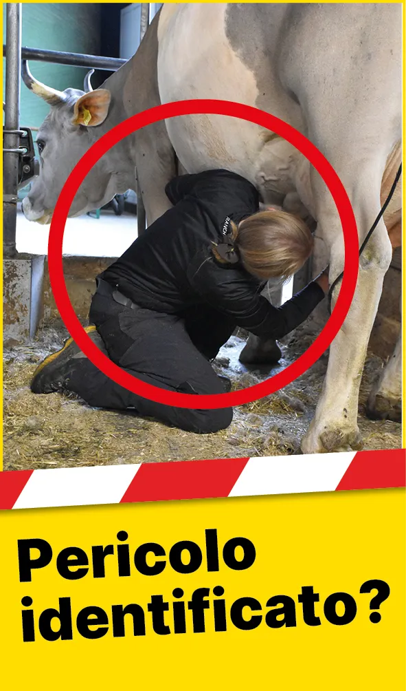 Tiere_Kuh_Schlagbereich_IT2