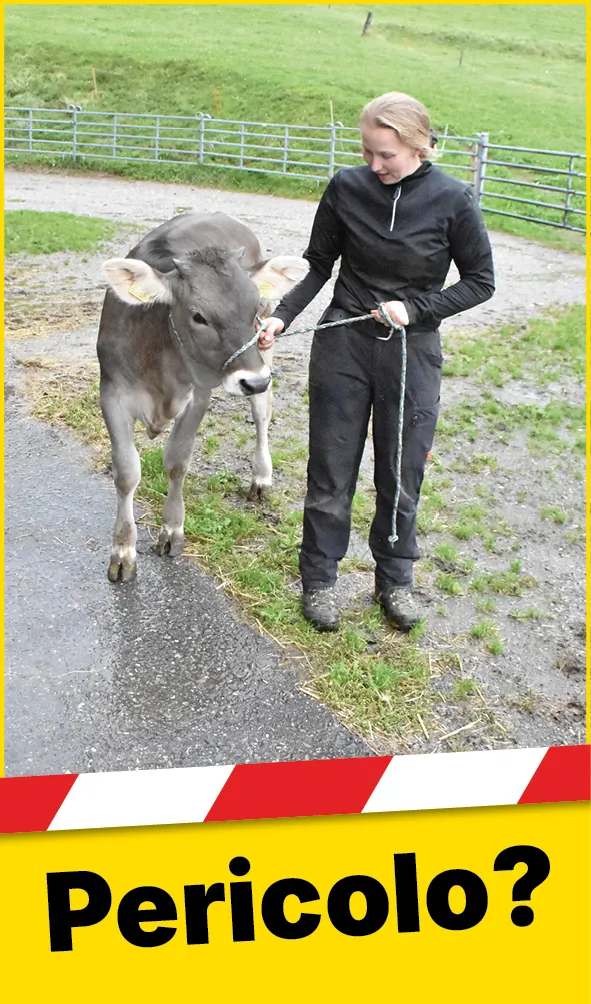 Tiere_Seil_Hand_Rind_Web_IT1