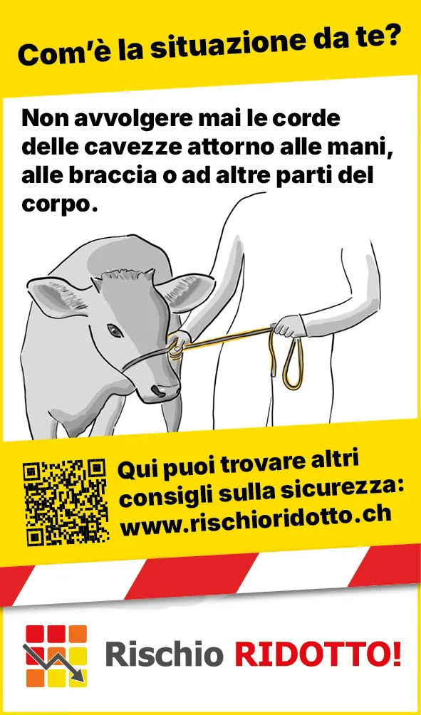 Tiere_Seil_Hand_Rind_Web_IT3