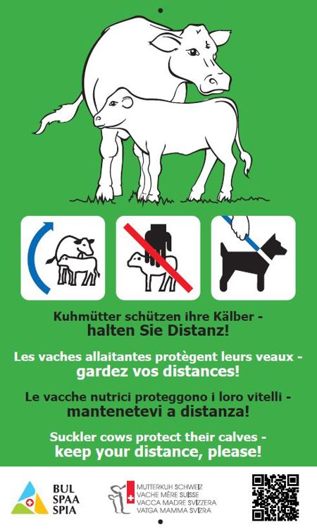 Pancarte "Vaches allaitantes", 34 x 57 cm