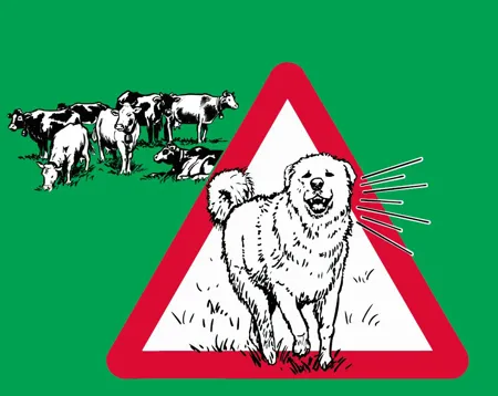 Kleber Herdenschutzhund mit Rindern