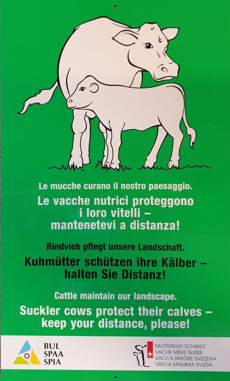 Pancarte "vaches nourrices", 34 x 57 cm